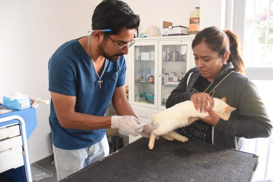 MANTIENE GOBIERNO DE IRAPUATO CAMPAÑA PERMANENTE DE VACUNACIÓN ANTIRRÁBICA Y BIENESTAR ANIMAL